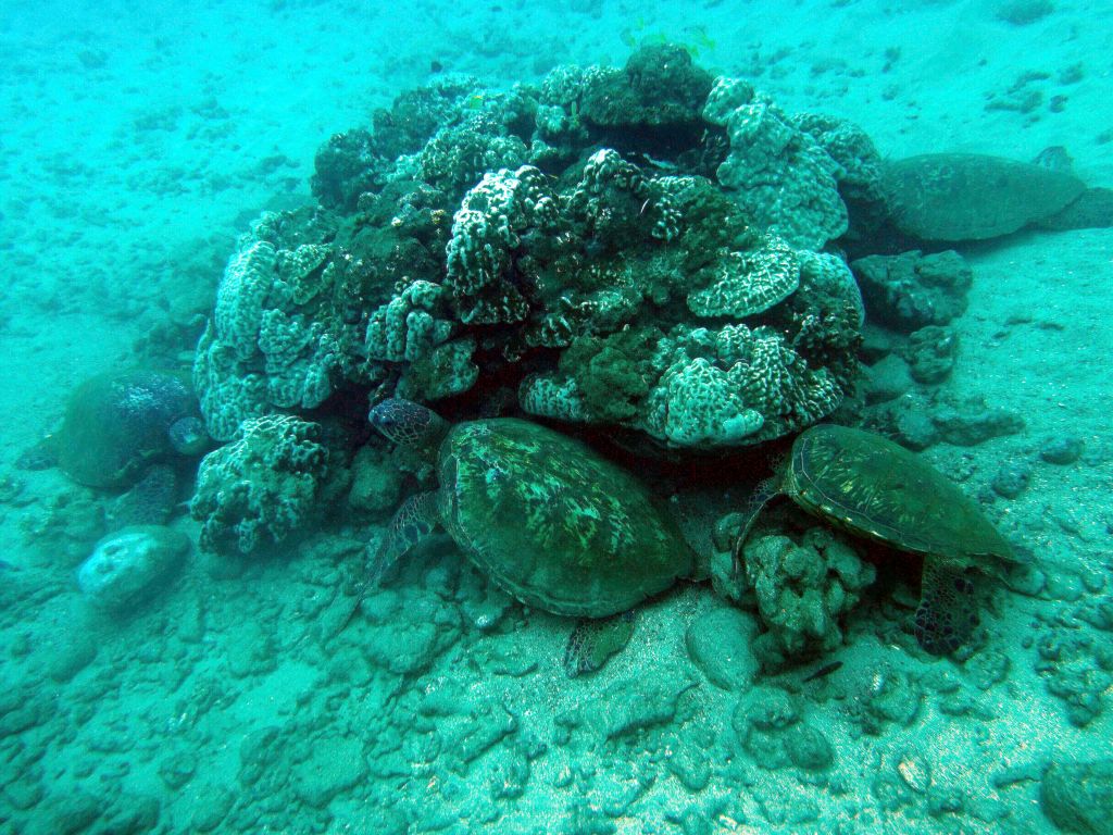 cleaning station for turtles, there were 6 or 7 sleeping there