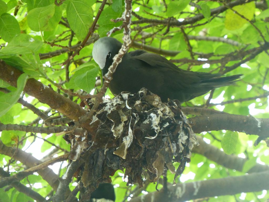 those sea birds evolved to trees and make crappy nests out of dry leaves and poo, their efforts were cute :)