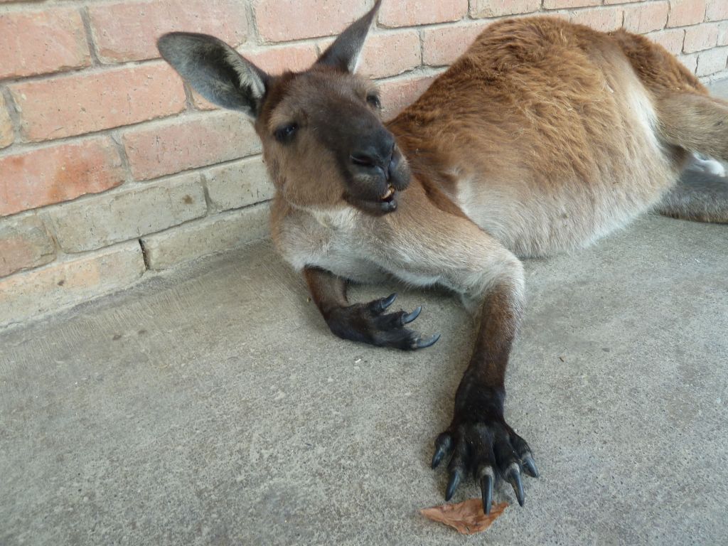 this was a very cool layed back kangaroo, nice claws too ;)