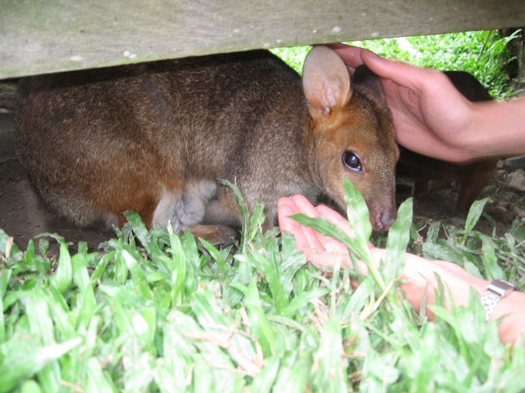 Jennifer went to pet those very small kangaroos :)