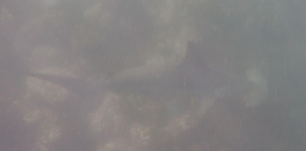 bad picture of a hammerhead