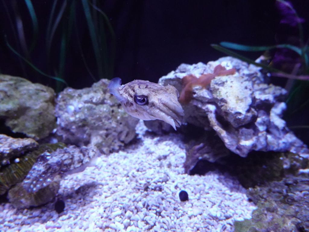 still loved the pigmy cuttlefish