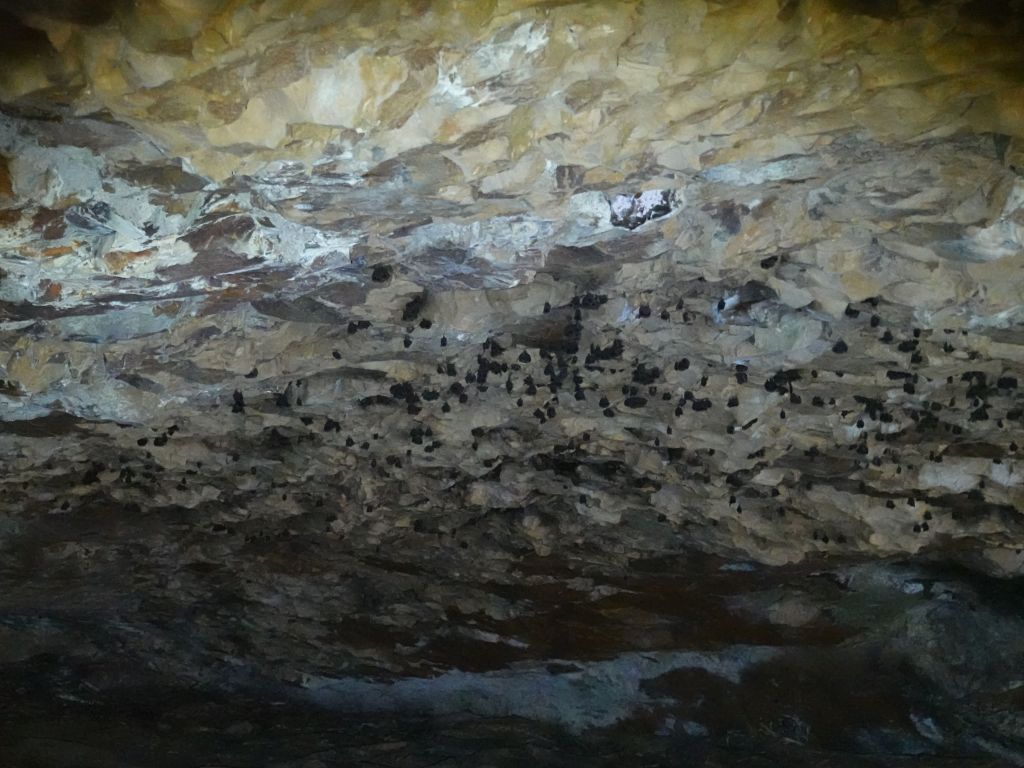 some bats happily sleeping there