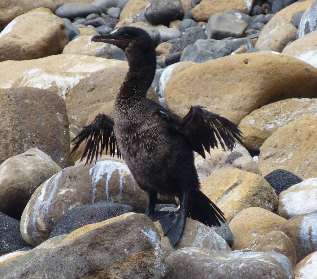 flightless cormorant has the most sorry ass excuse for wings