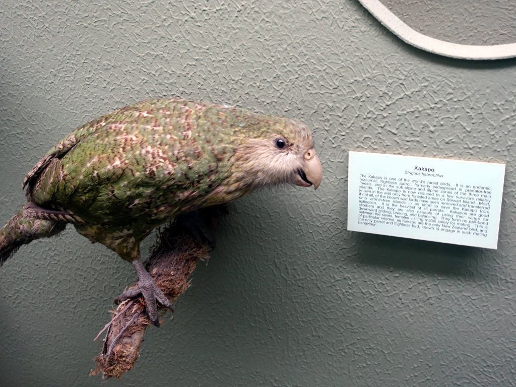 the Kakapo, the world's biggest parrot, is quite cute