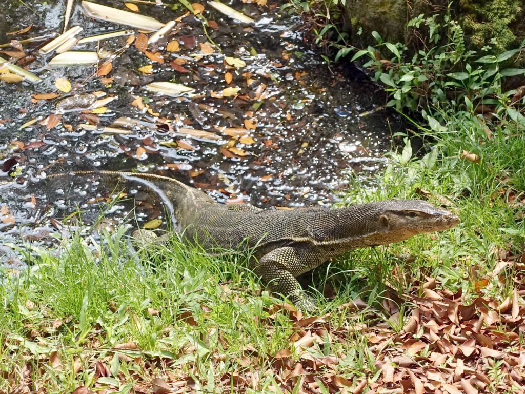 awesome, we got to find a water monitor