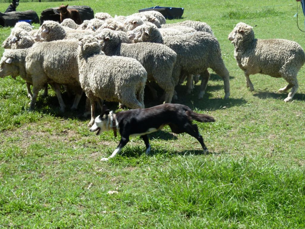 Sheep dog at work