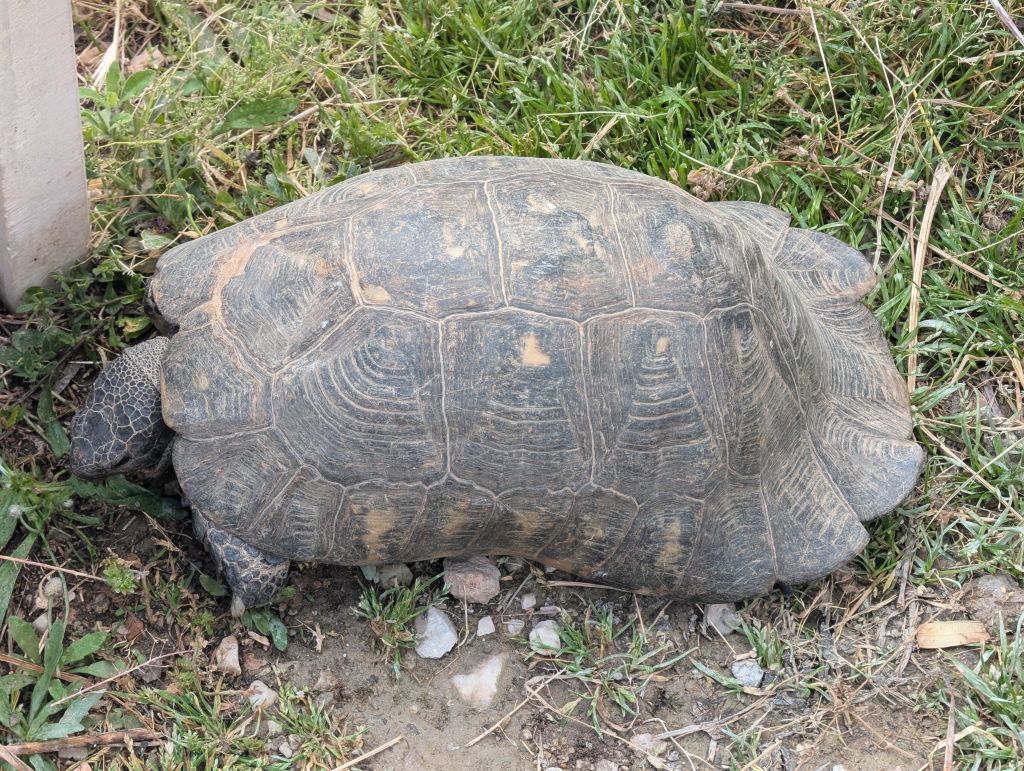 saw multiple tortoises in the city
