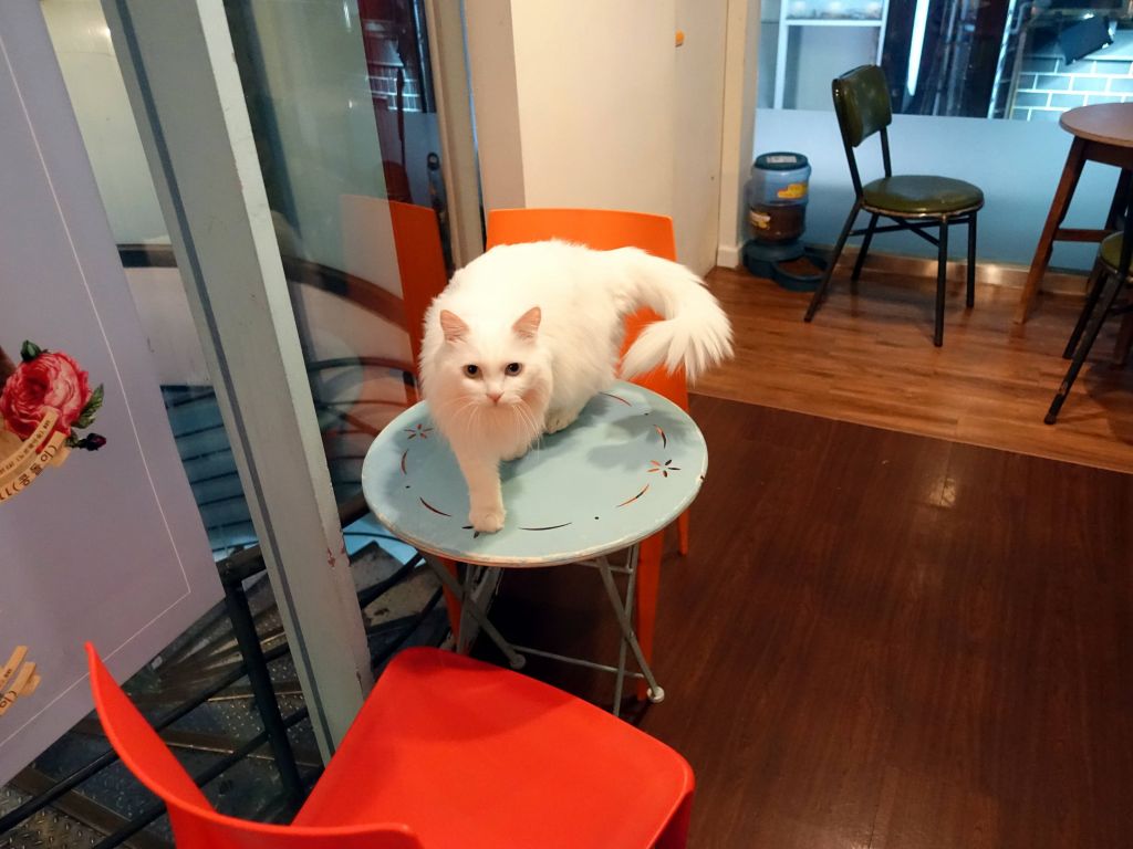 this cat was super nice, it came and licked me, and then climbed on my back. Quite rare for a cat café