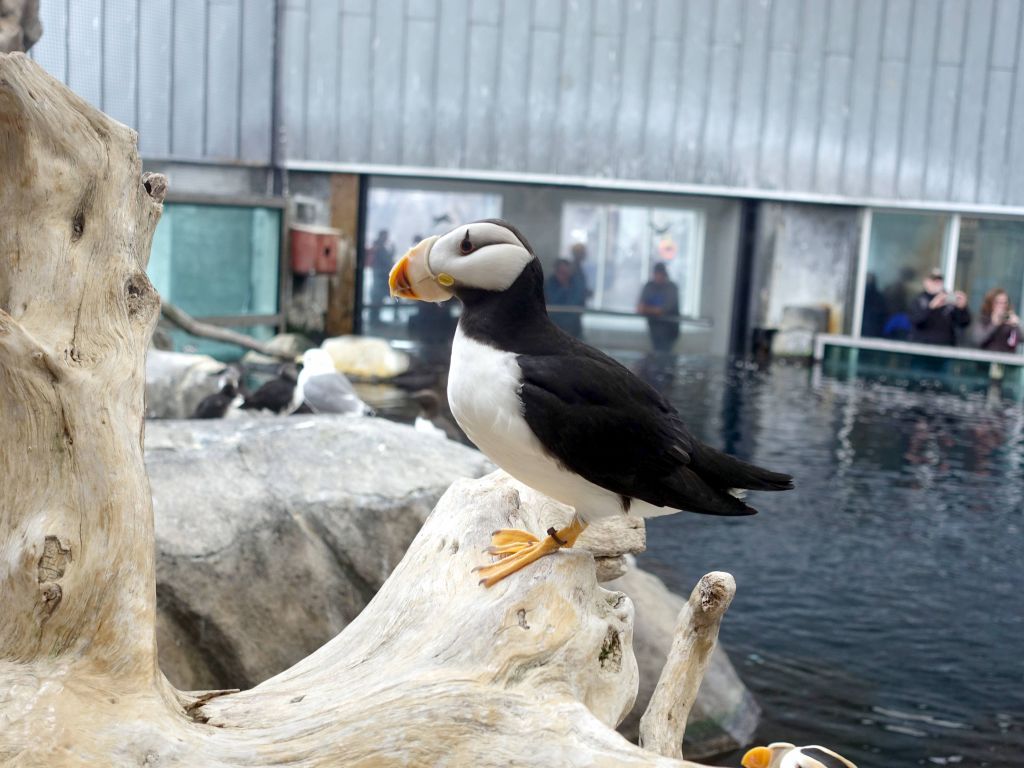 Horned Puffin - Alaska Sealife Center