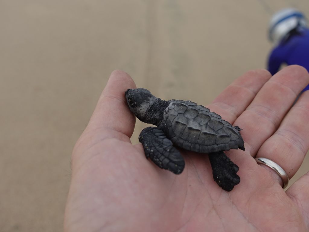 and we got so lucky, some baby turtles just hatched