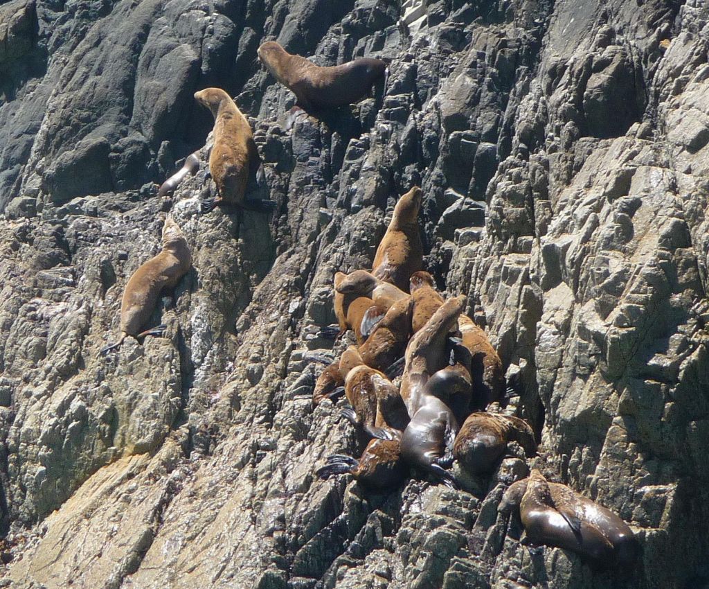 those sea lions were really good at climbing rock