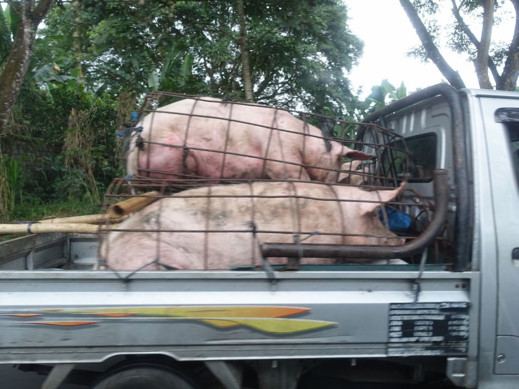 those poor pigs were probably not going for a joy ride
