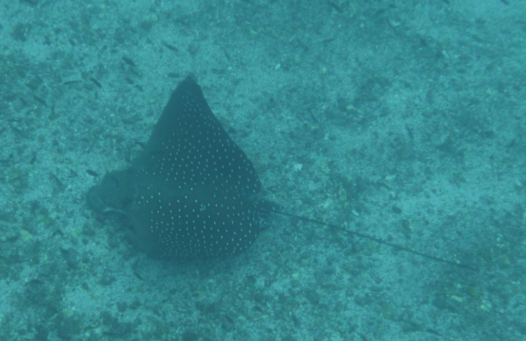 a huge eagle ray hunting for garden eels