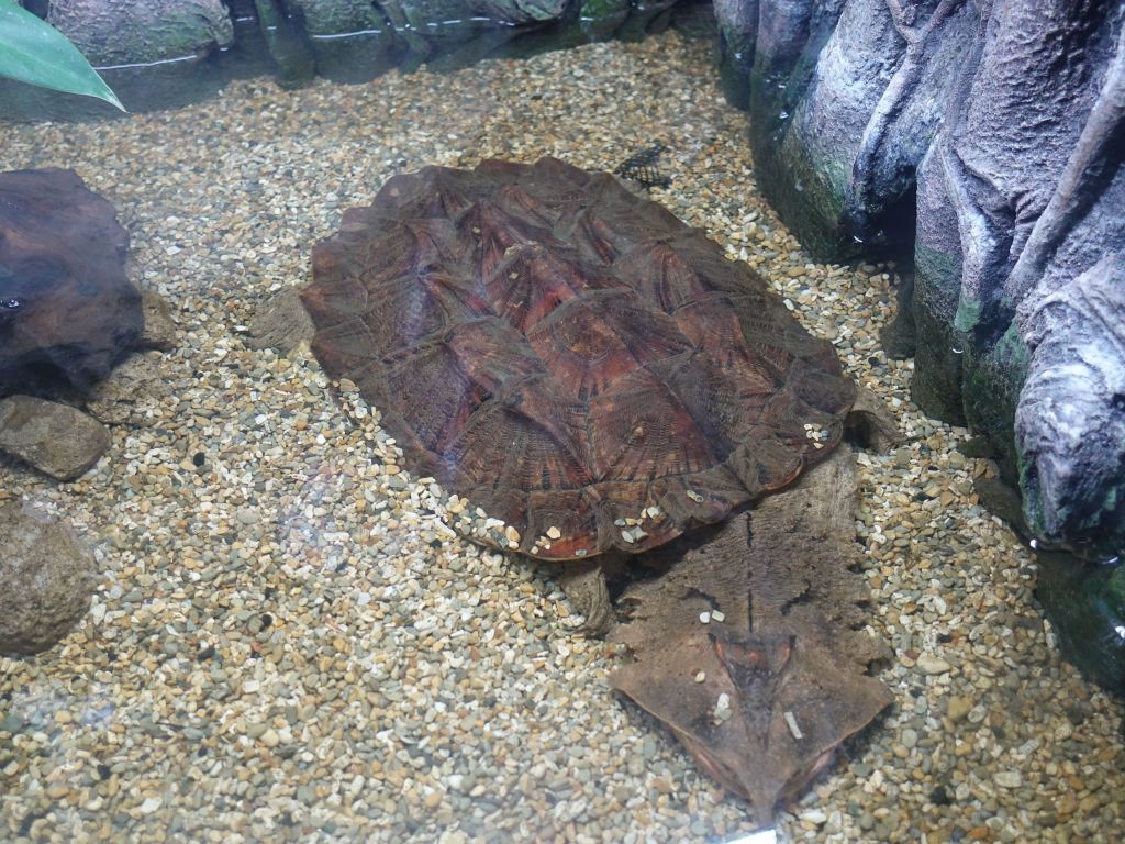 weirdest flat turtle I had ever seen