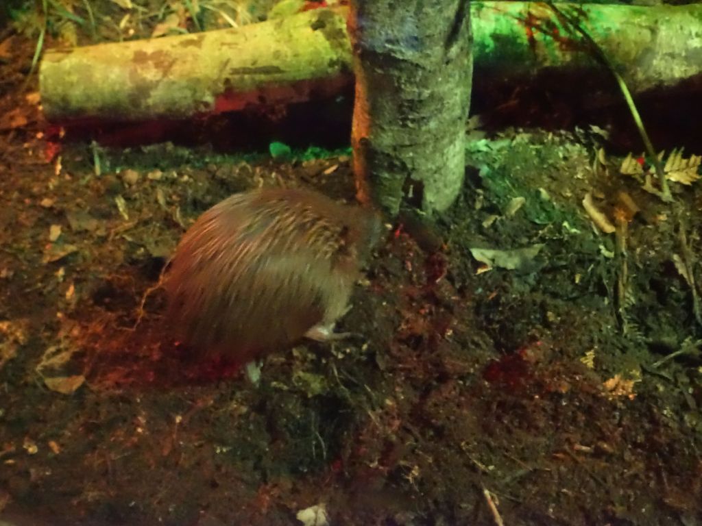 kiwi in its enclosure