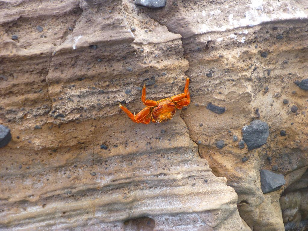 that crab climbed up and was hanging on a negative slope (half upside down)
