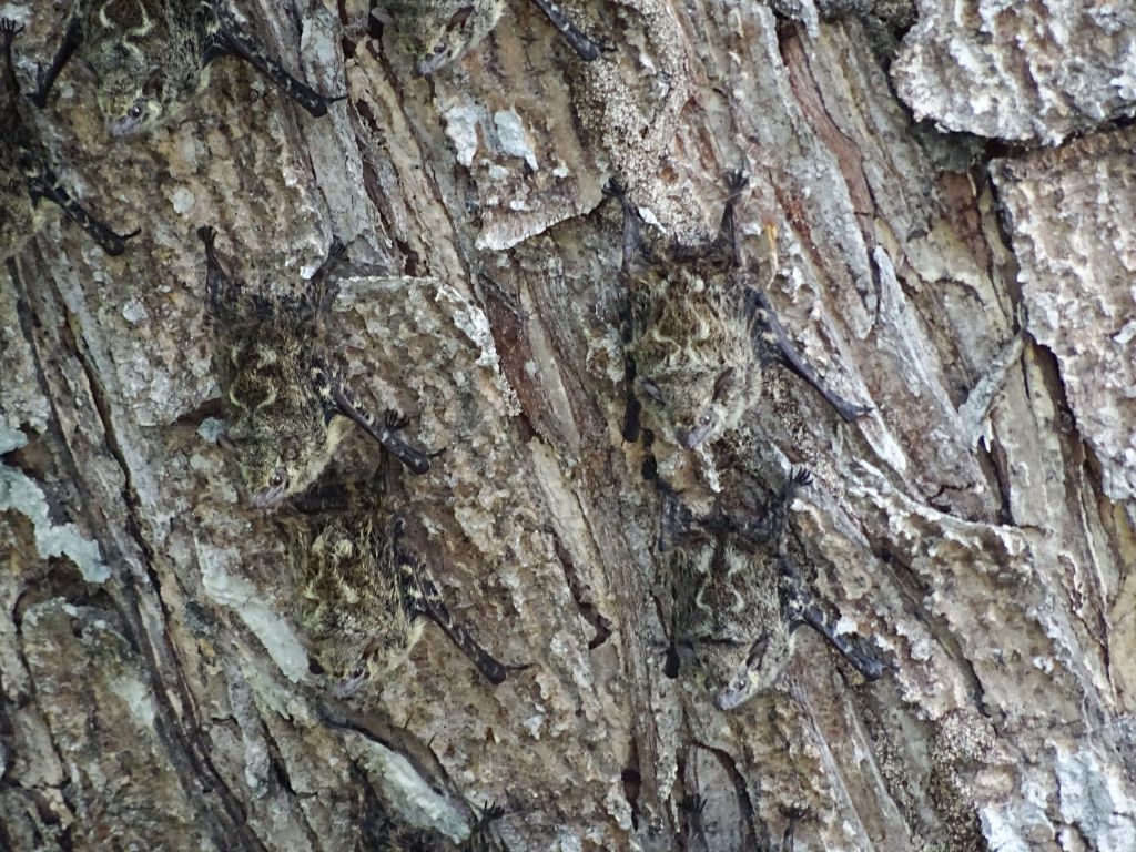 those bats were awesome, almost impossible to distinguish from the bark