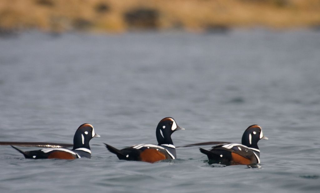 but none of those pretty harlequin ducks, even if we saw cool ones in denali