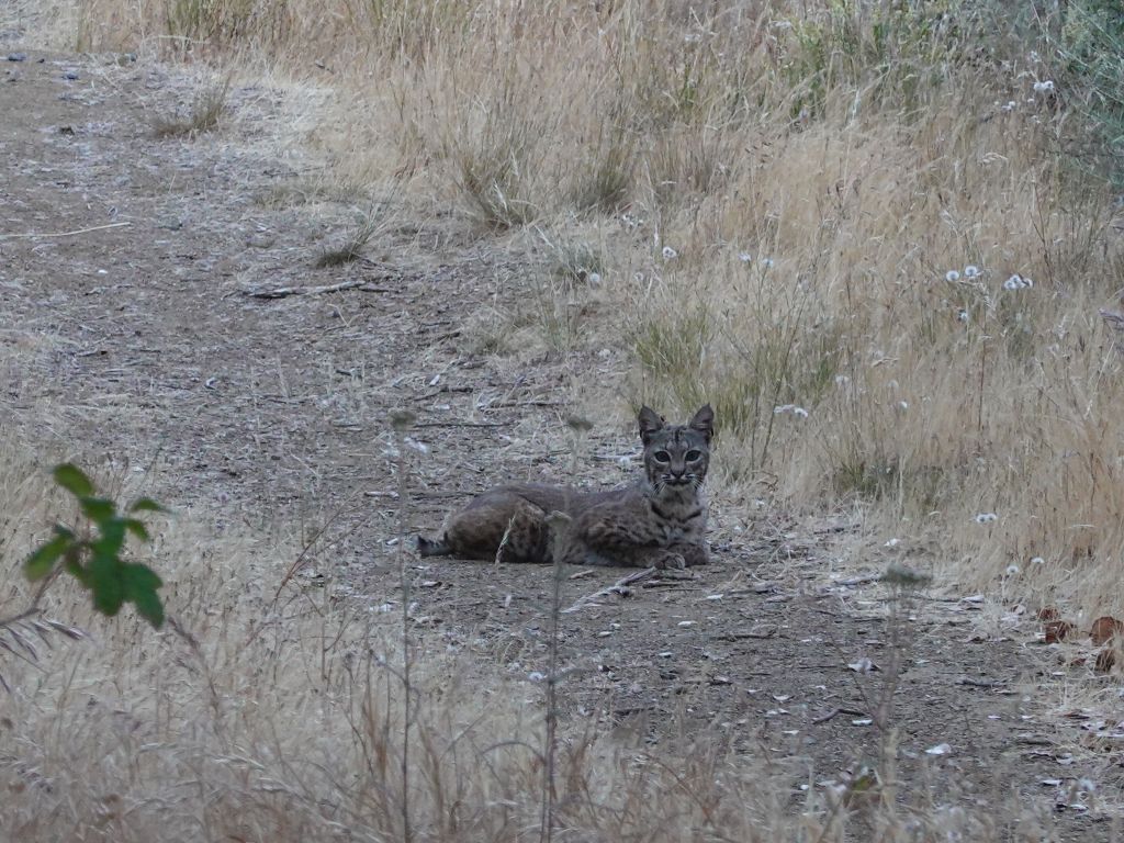look what I found close to sunset, a bobcat!