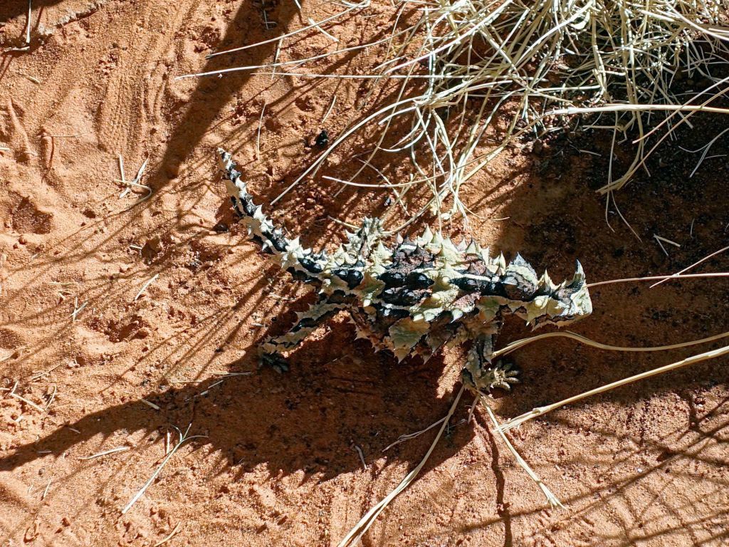 the thorny devil is very cool (albeit small)