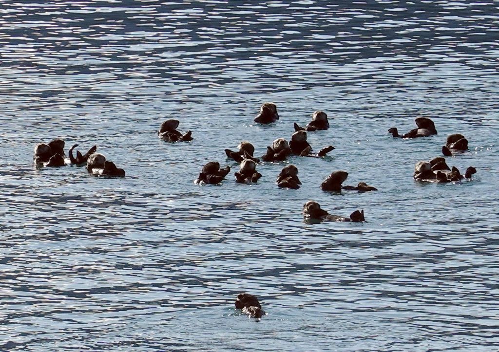 we then ran into a raft of sea otters