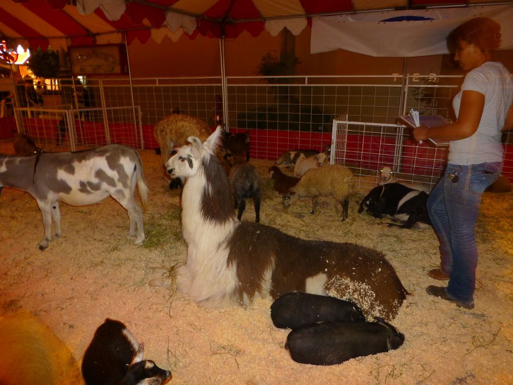 petting zoo for kids