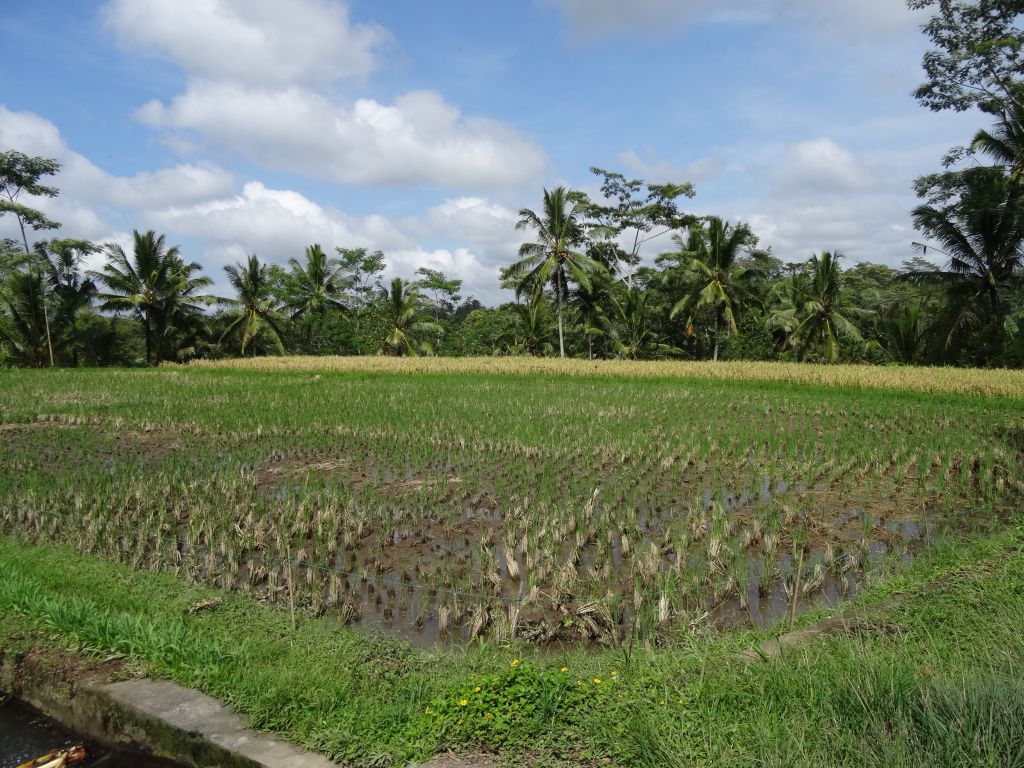 lots of rice fields