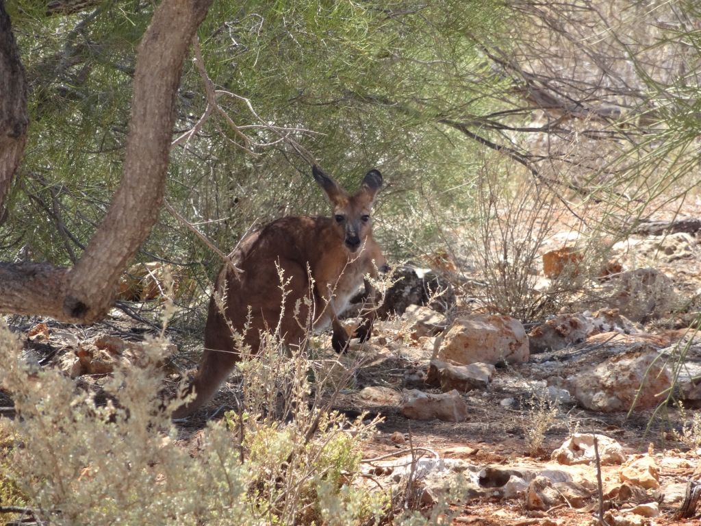 this wild kangaroo didn't seem to mind.