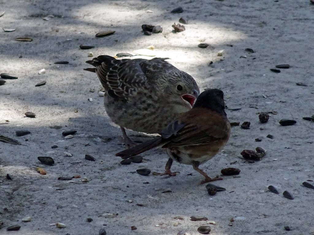 a junko was feeding the wrong bird, oops