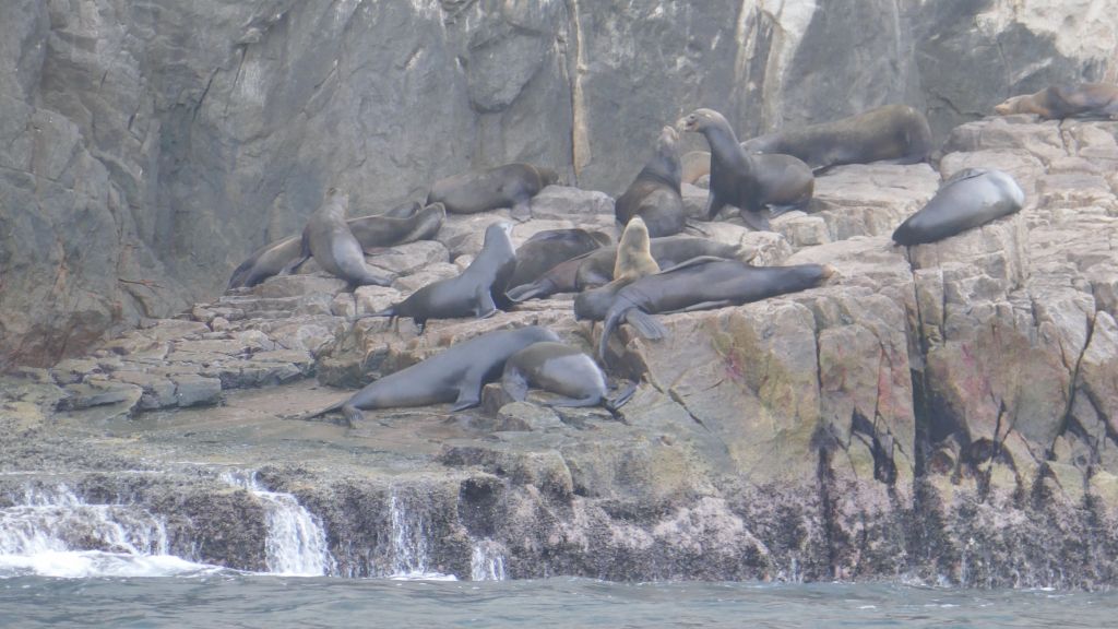 a colony of sea lions was happy fighting over a piece of rock :)