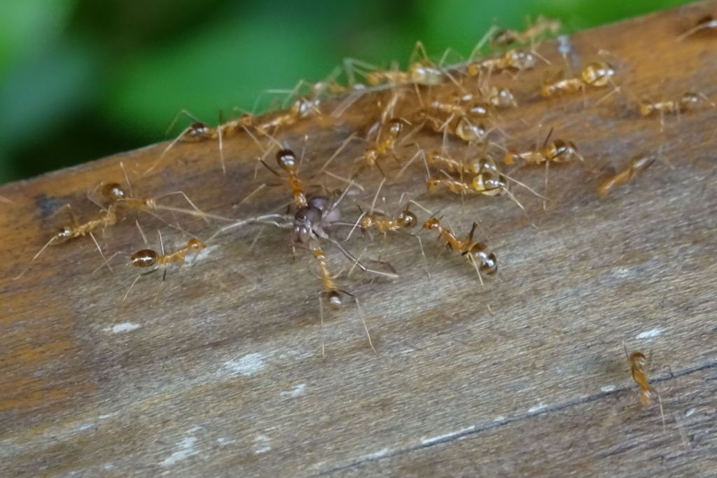 big ants moving a spider