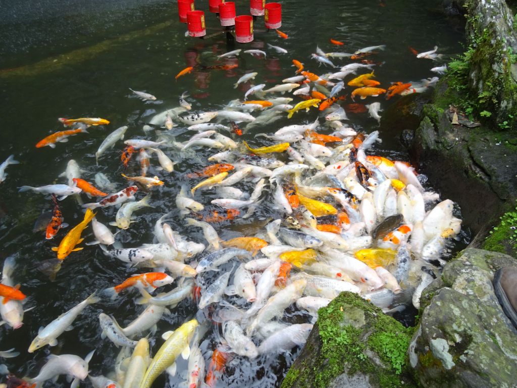 OMG, that's a lot of koi fish, they looked hungy :)
