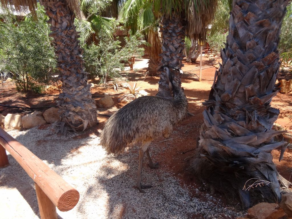 actually we got lucky and saw some wild emus