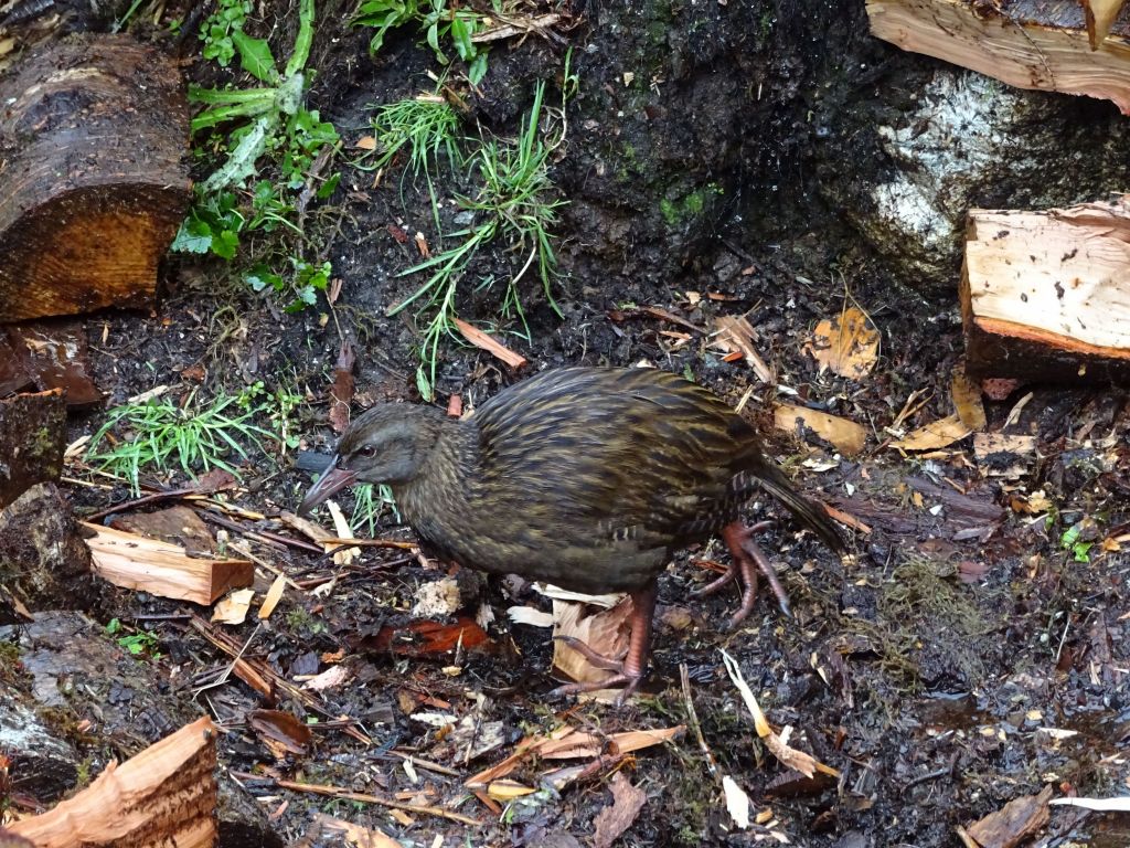 New Zealand Weka flightless bird, roams around a bit like a chicken
