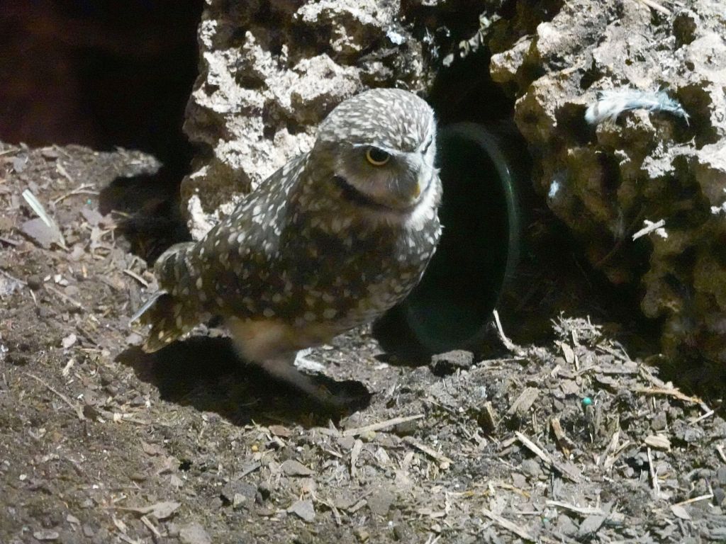 a burrowing owl, that was exciting since we're supposed to have them at home, but I had never seen one