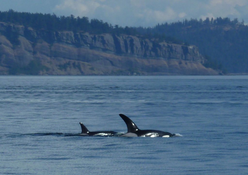 we saw a few orcas after a long boat trip
