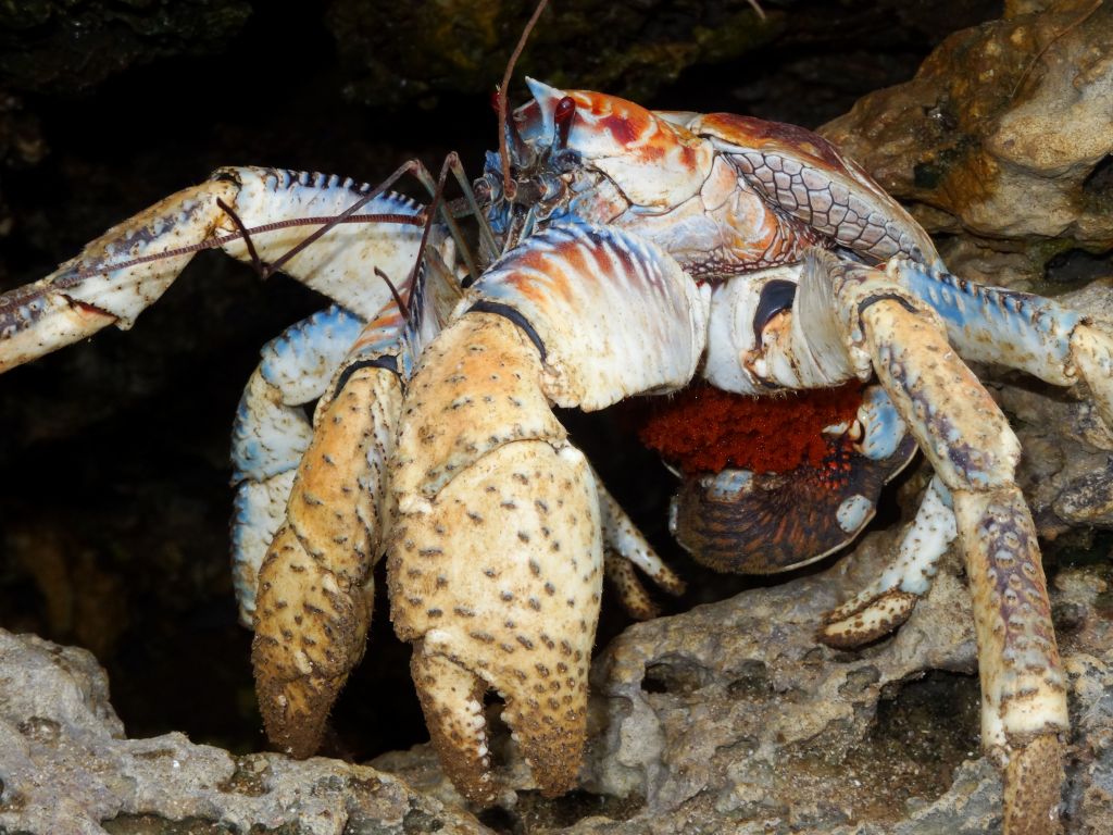 this coconut crab found in the rocks had eggs