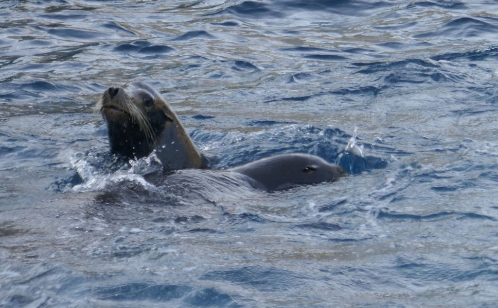 the losing sea lions got thrown back in the water