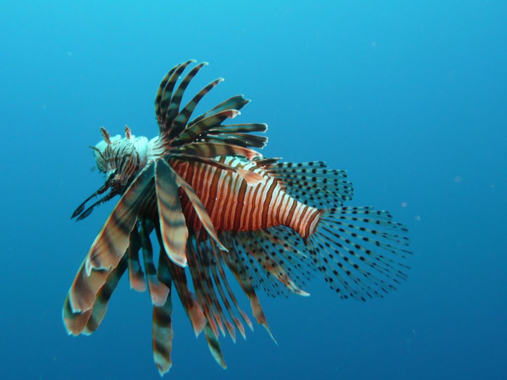 lionfish are pest with no predators there