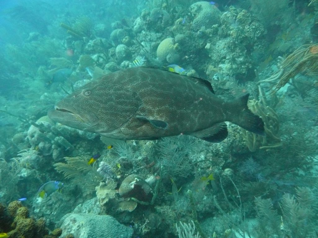 nicely sized groupers