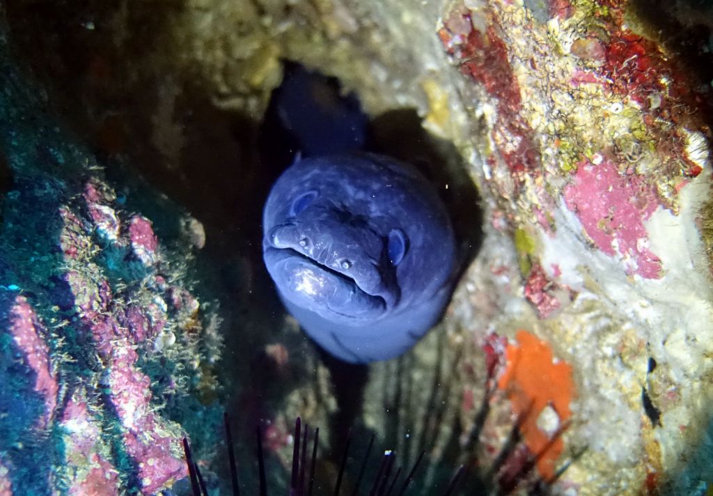 nice blue moray eel