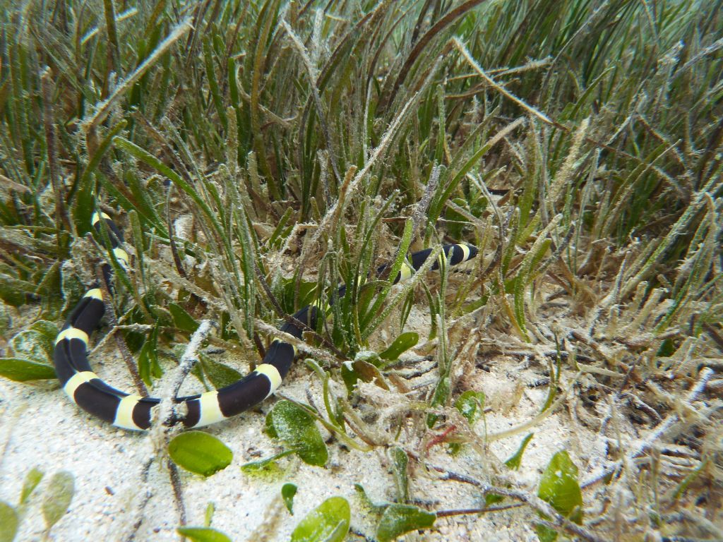 Eel snake or snake eel?