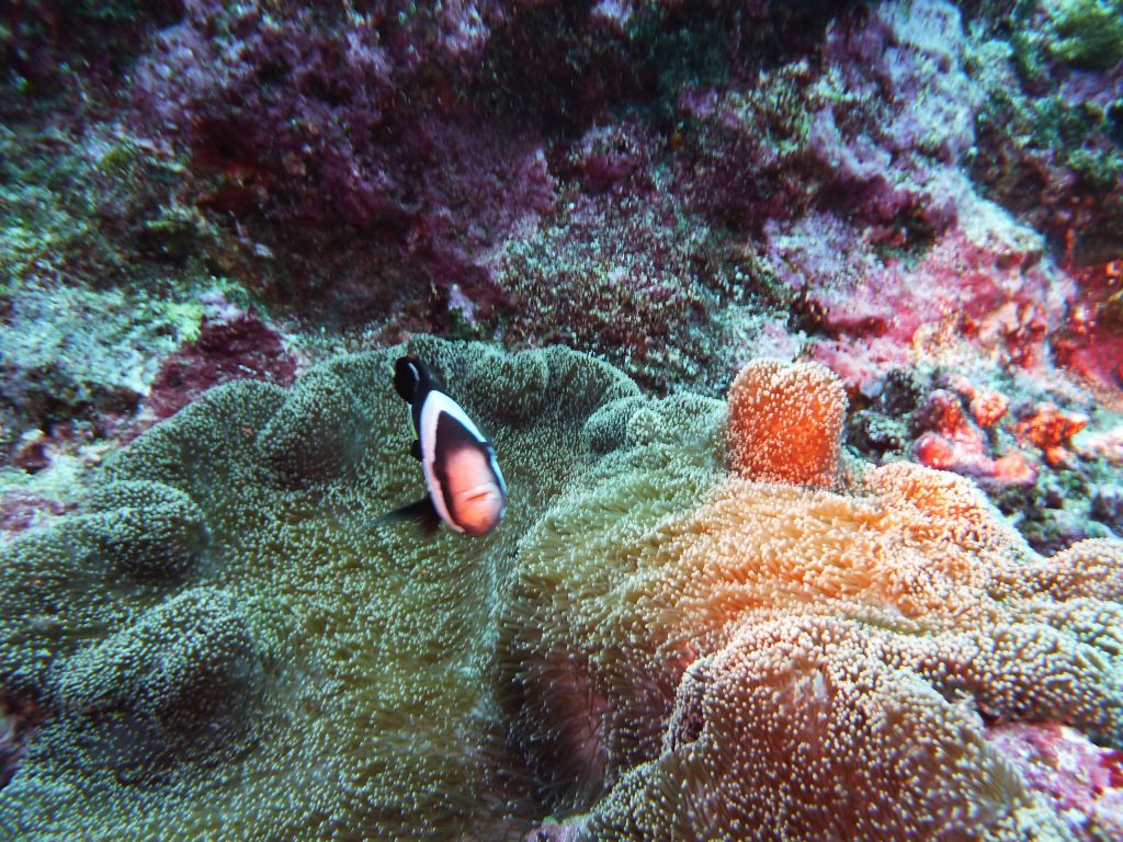 clown fish can be mean :)