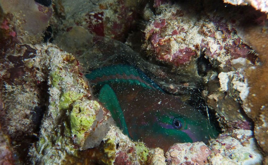 This parrotfish had a protection bubble around it, created for protection when sleeping at night