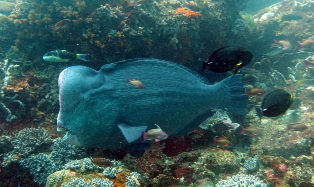 on one of our 2 manta dives we were also rewarded with huge humphead parrotfish