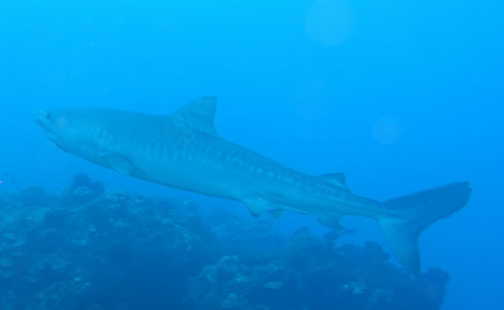 a tiger shark, those are huge and eat turtles amongst other things