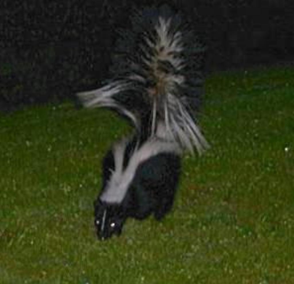 900 - skunk
