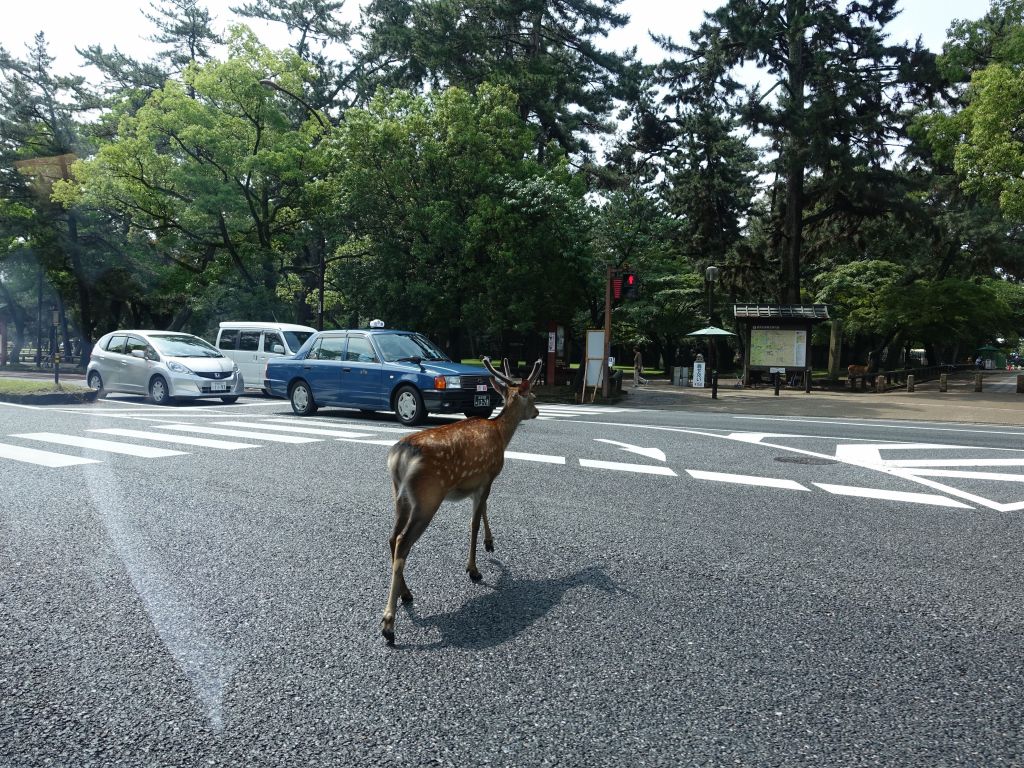 Deer cross the street without even waiting for the green light :)