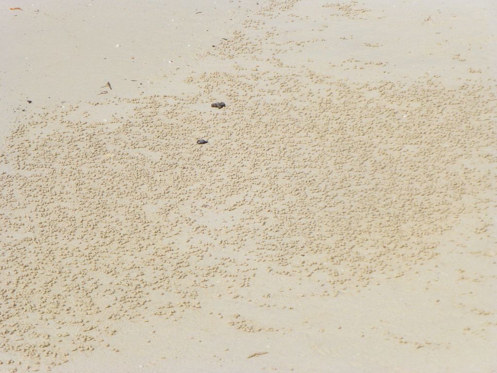 ghost crabs clean the beach sand